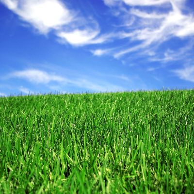 Harga yang pantas 50mm Lansekap Rumput Buatan Sintetis Untuk Lapangan Sepak Bola on line